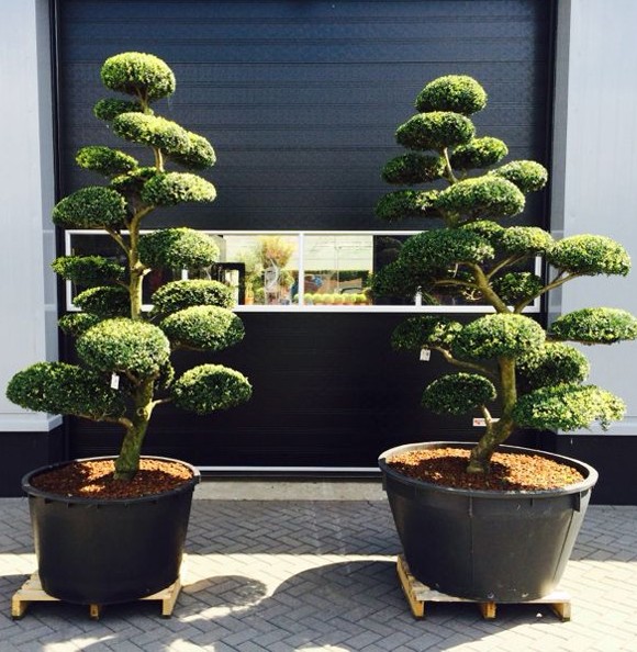 Bonsai Cloud Trees Orchard Nurseries