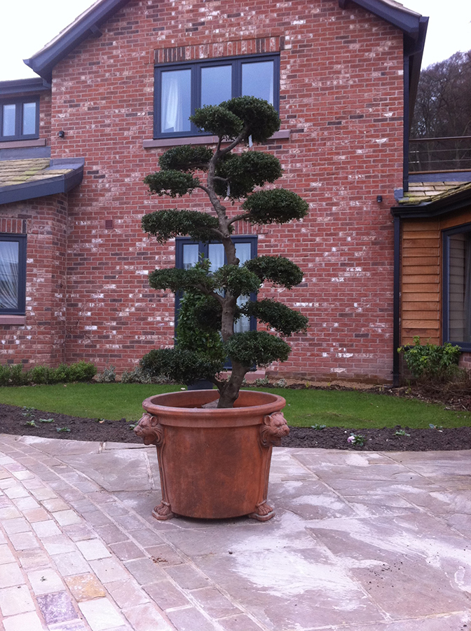 Bonsai Cloud Trees Orchard Nurseries