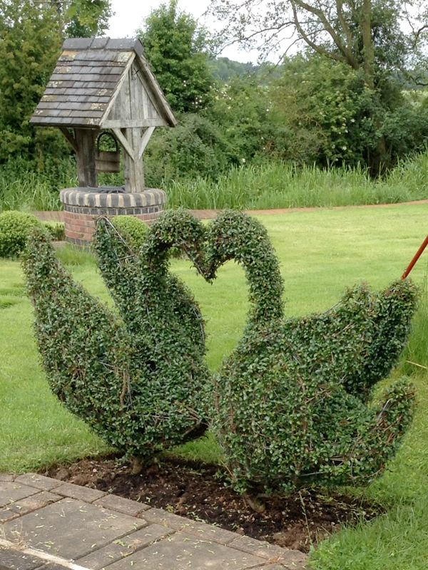 Shaped Topiary Orchard Nurseries