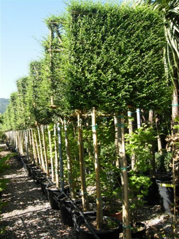 Specimen Trees Orchard Nurseries