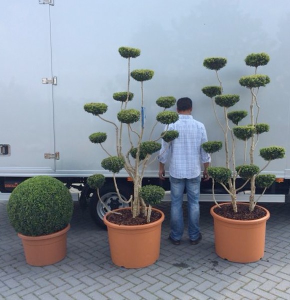 Standard Box Trees Orchard Nurseries